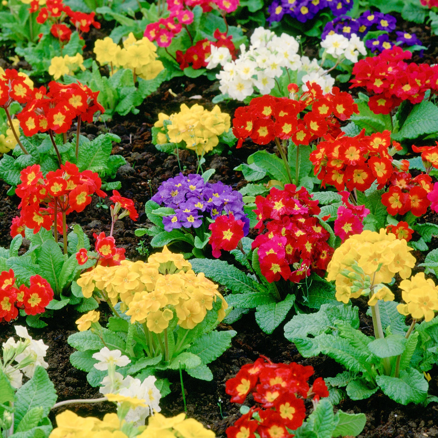 Bedding Plants - Polyanthus Mixed (6 Pack)