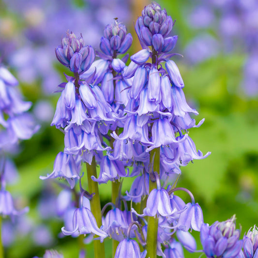 Hyacinthoides Non-scripta (9cm, Pack of 6)