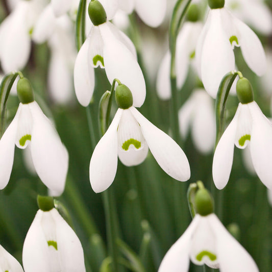 Galanthus Nivalis (9cm, Pack of 6)