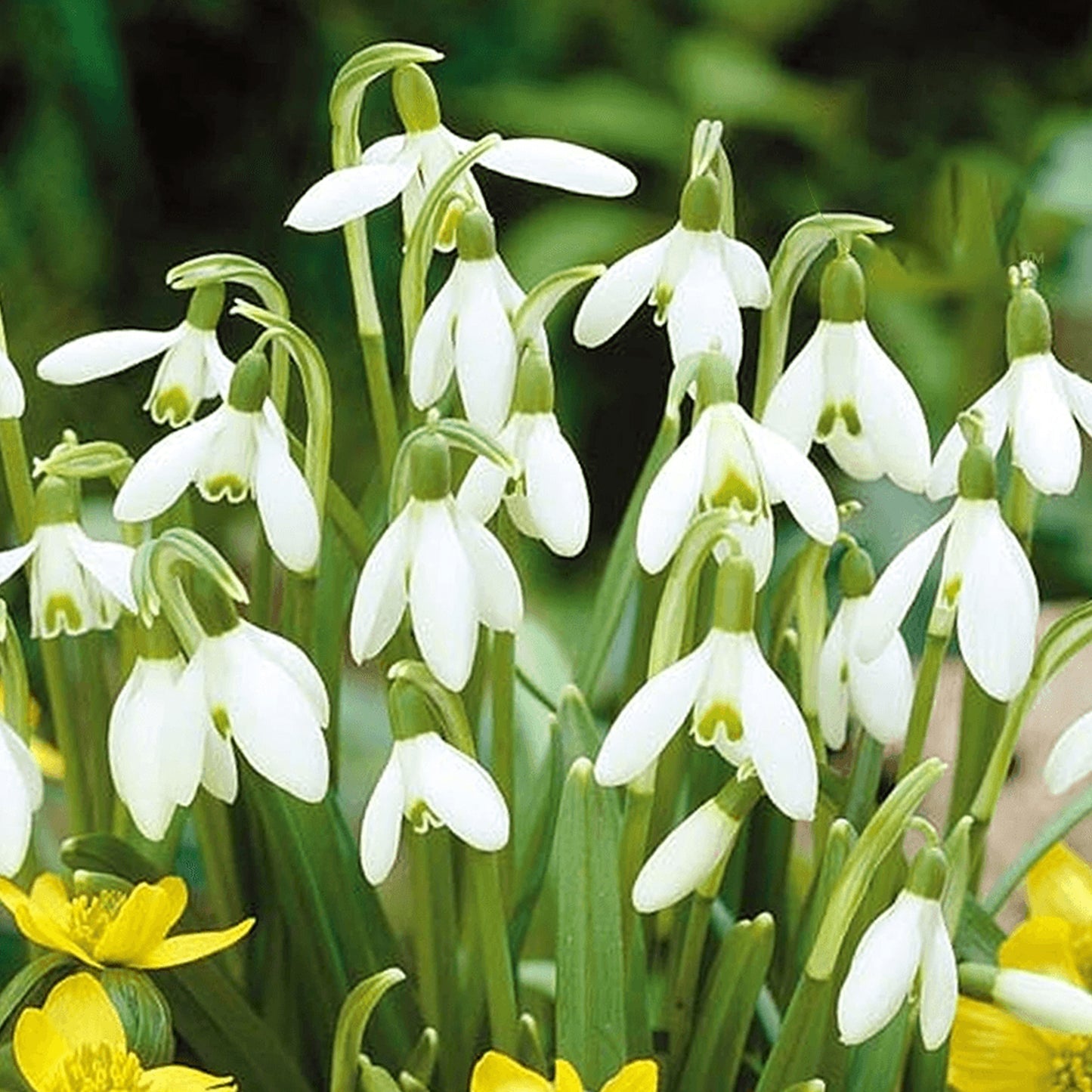 Galanthus Nivalis (9cm, Pack of 6)