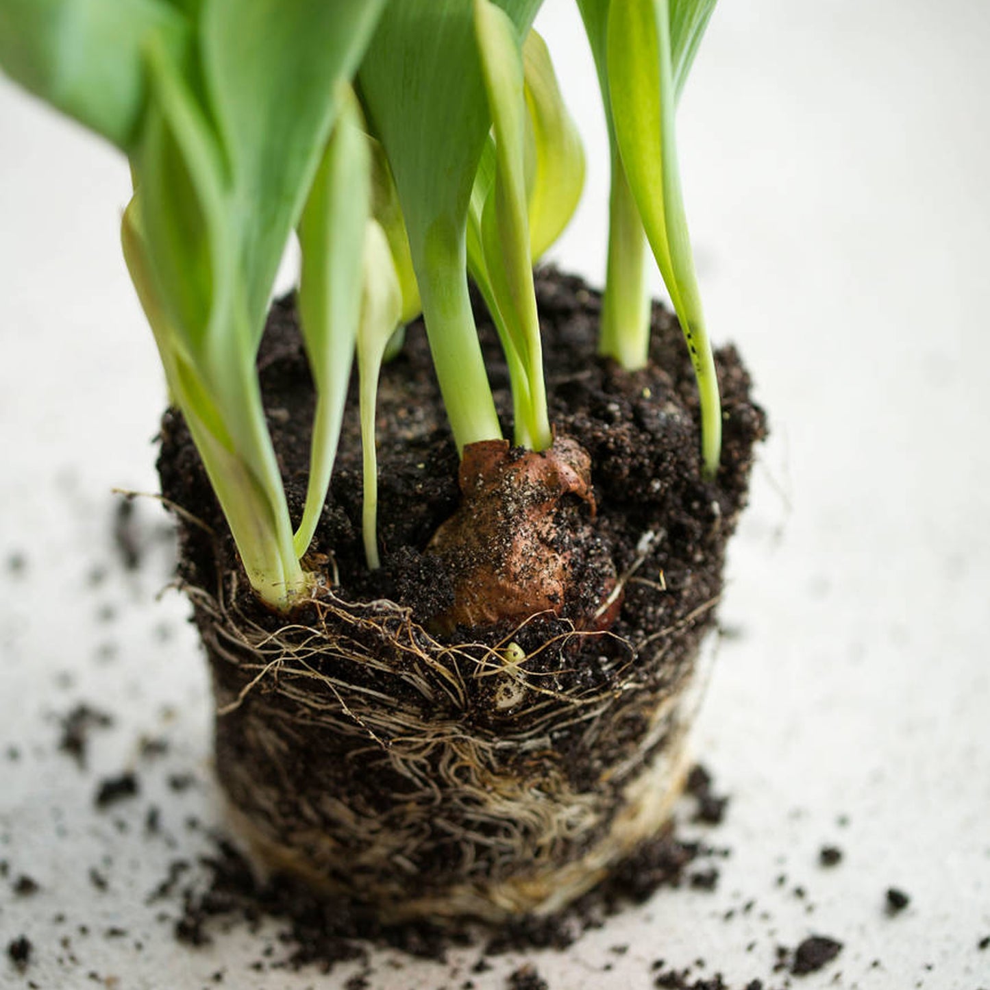 Galanthus Nivalis (9cm, Pack of 6)