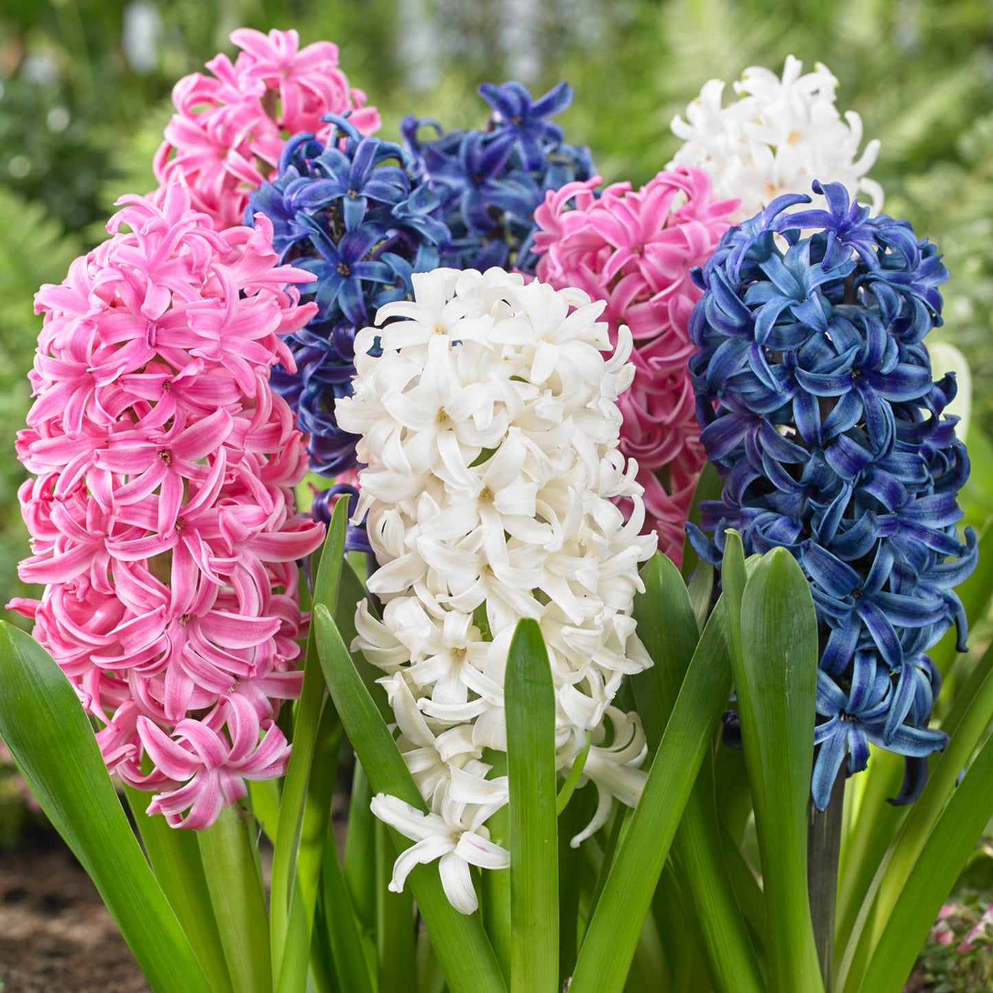 Hyacinth Mix (9cm, Pack of 6)