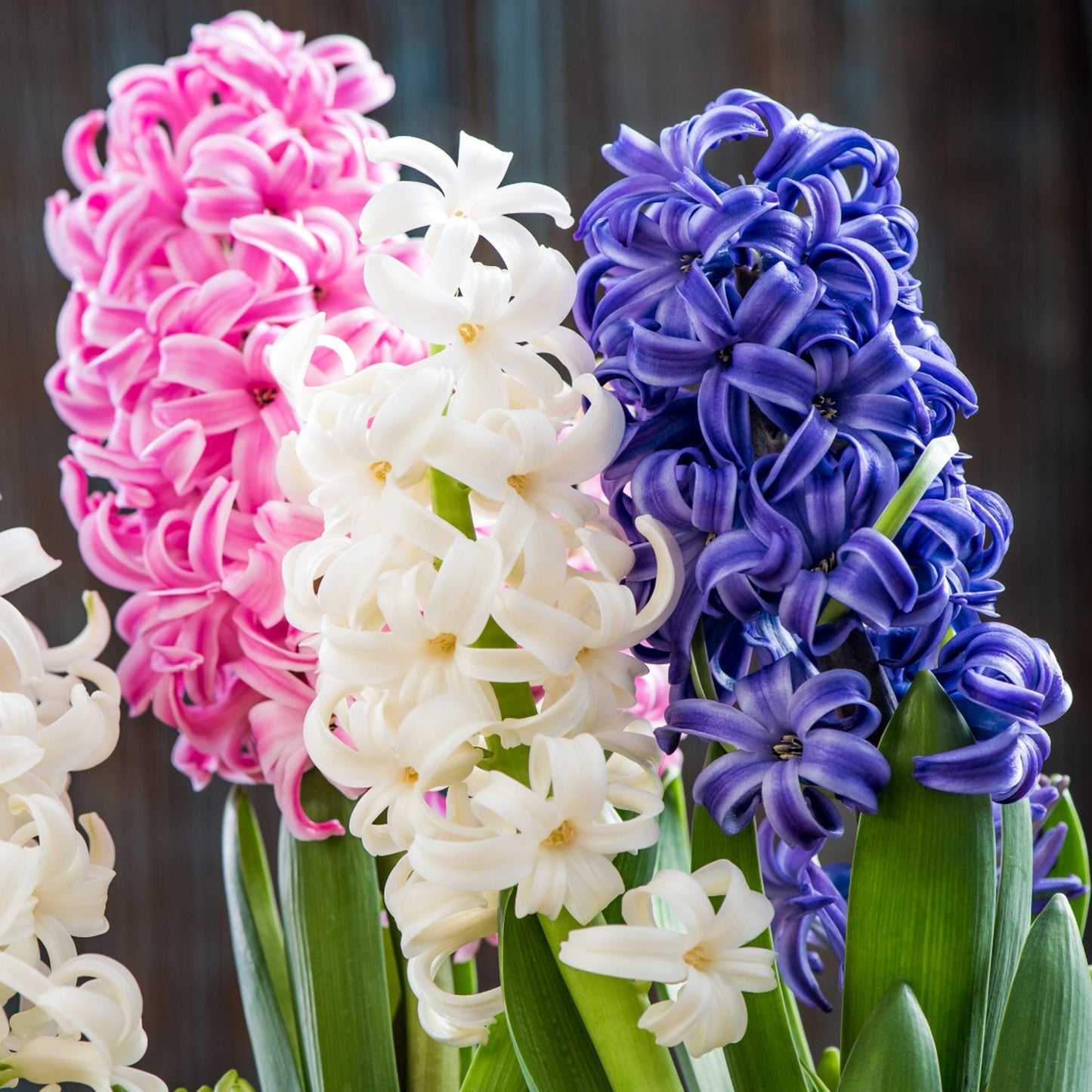 Hyacinth Mix (9cm, Pack of 6)