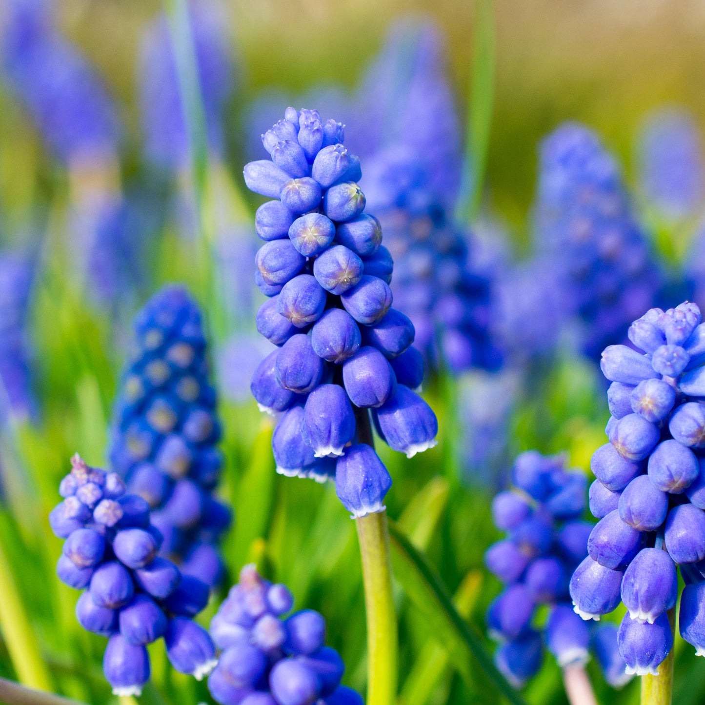 Muscari Armeniacum (9cm, Carry Six Pack)