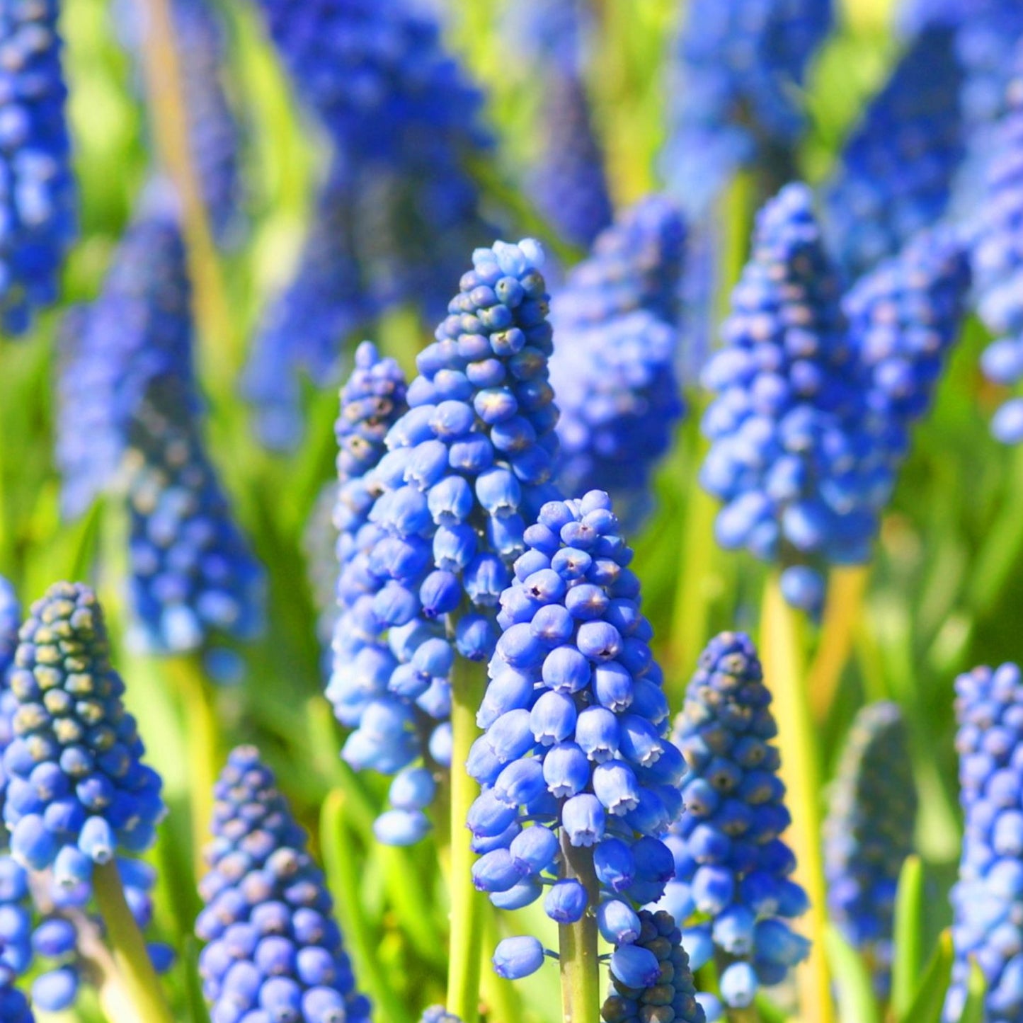 Muscari Armeniacum (9cm, Carry Six Pack)