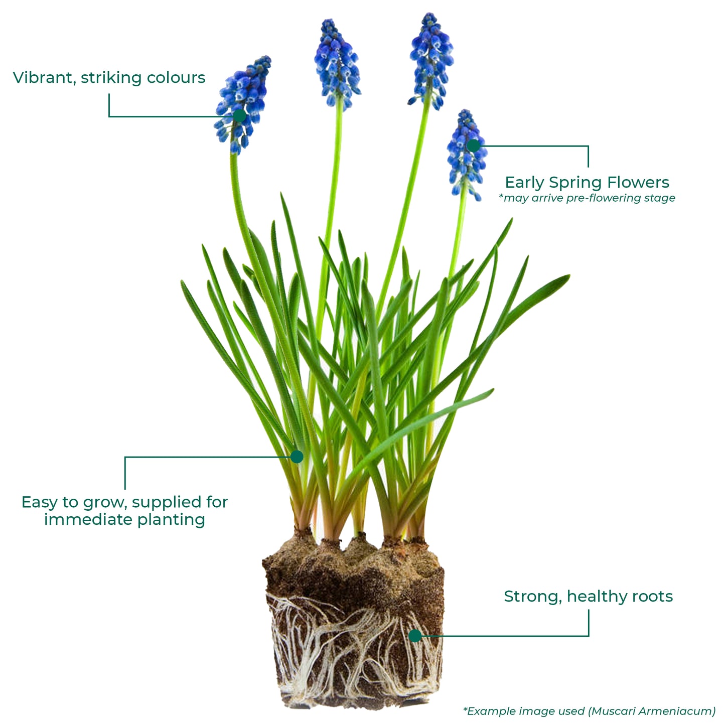 Muscari Armeniacum (9cm, Carry Six Pack)