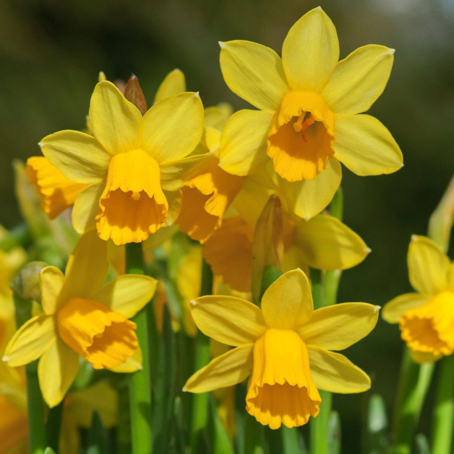 Narcissus Tete a Tete (6 Pack)