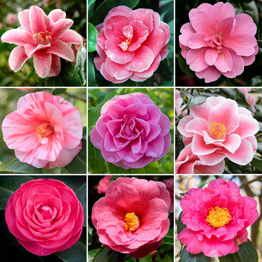 Camellia Pink (9cm)