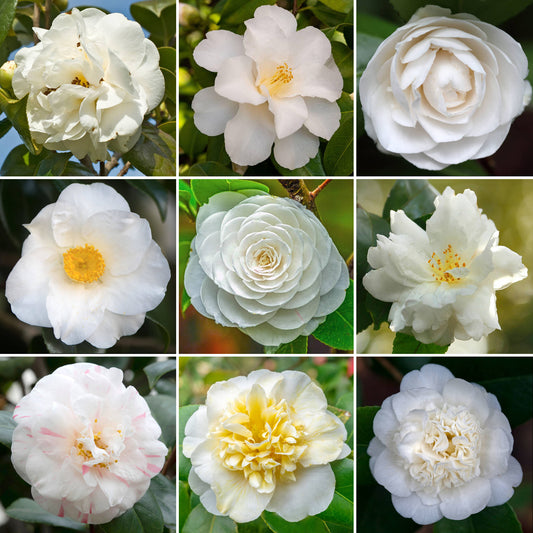 Camellia White (9cm)