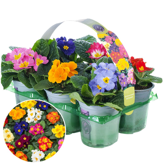 Primrose Mix (9cm, Pack of 6)