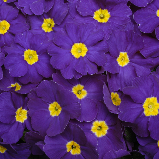 Primrose Blue (9cm, Carry Six Pack)
