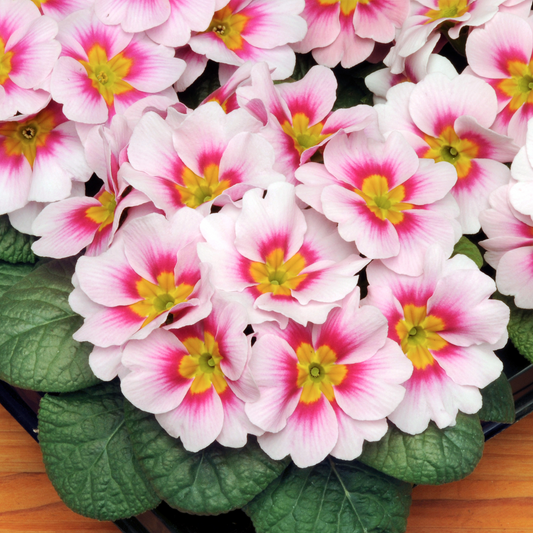 Primrose Apple Blossom (9cm, Carry Six Pack)