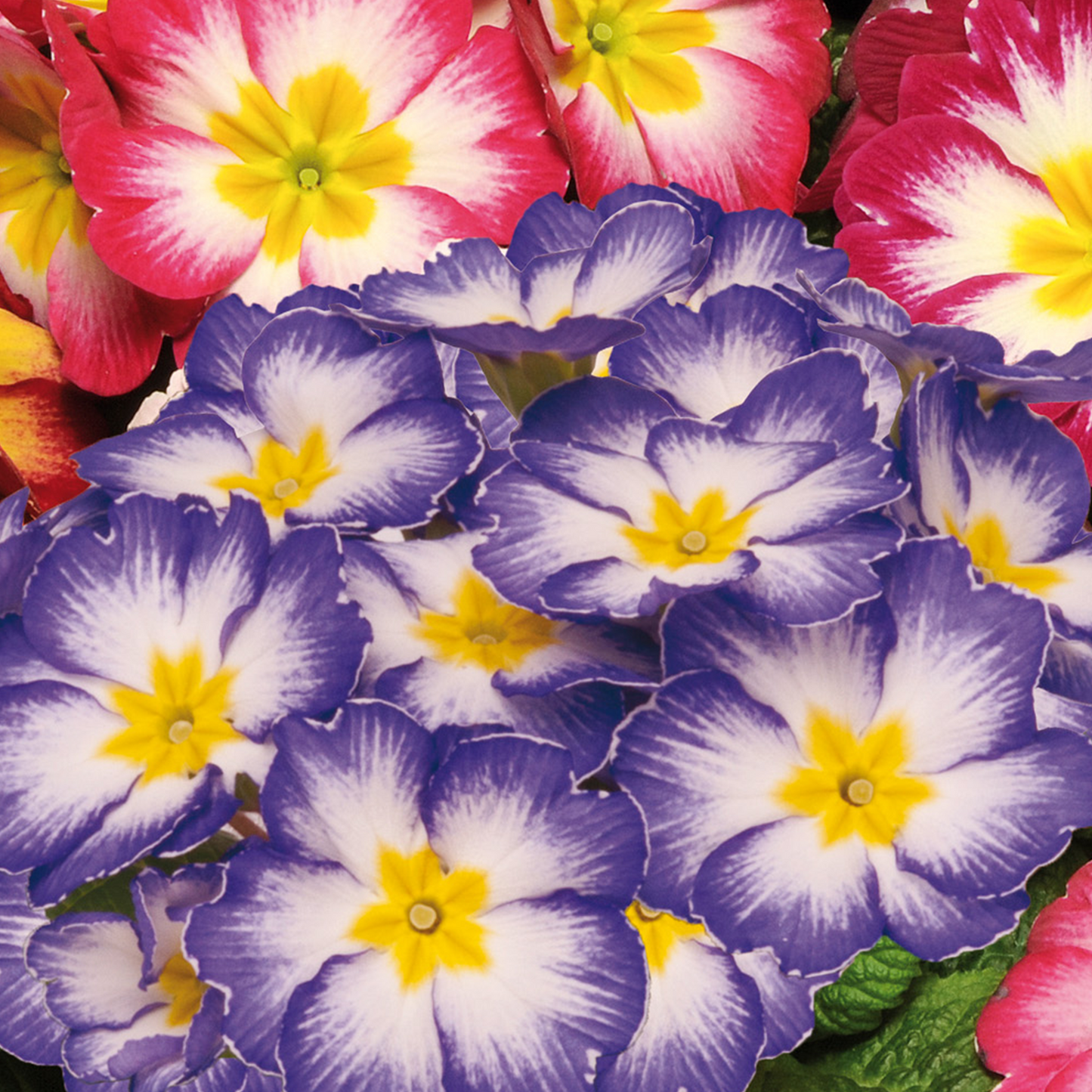 Primrose Bicolour Mix (9cm, Carry Six Pack)