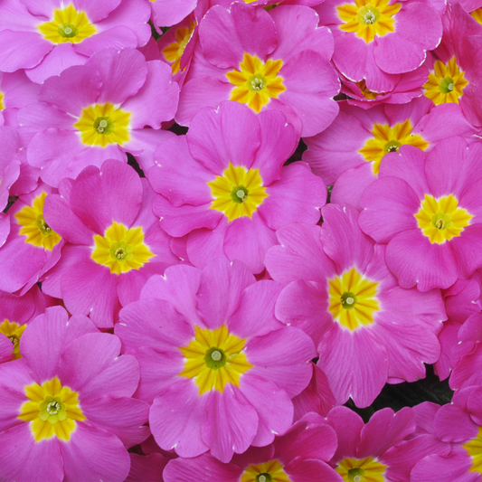 Primrose Pink (9cm, Carry Six Pack)