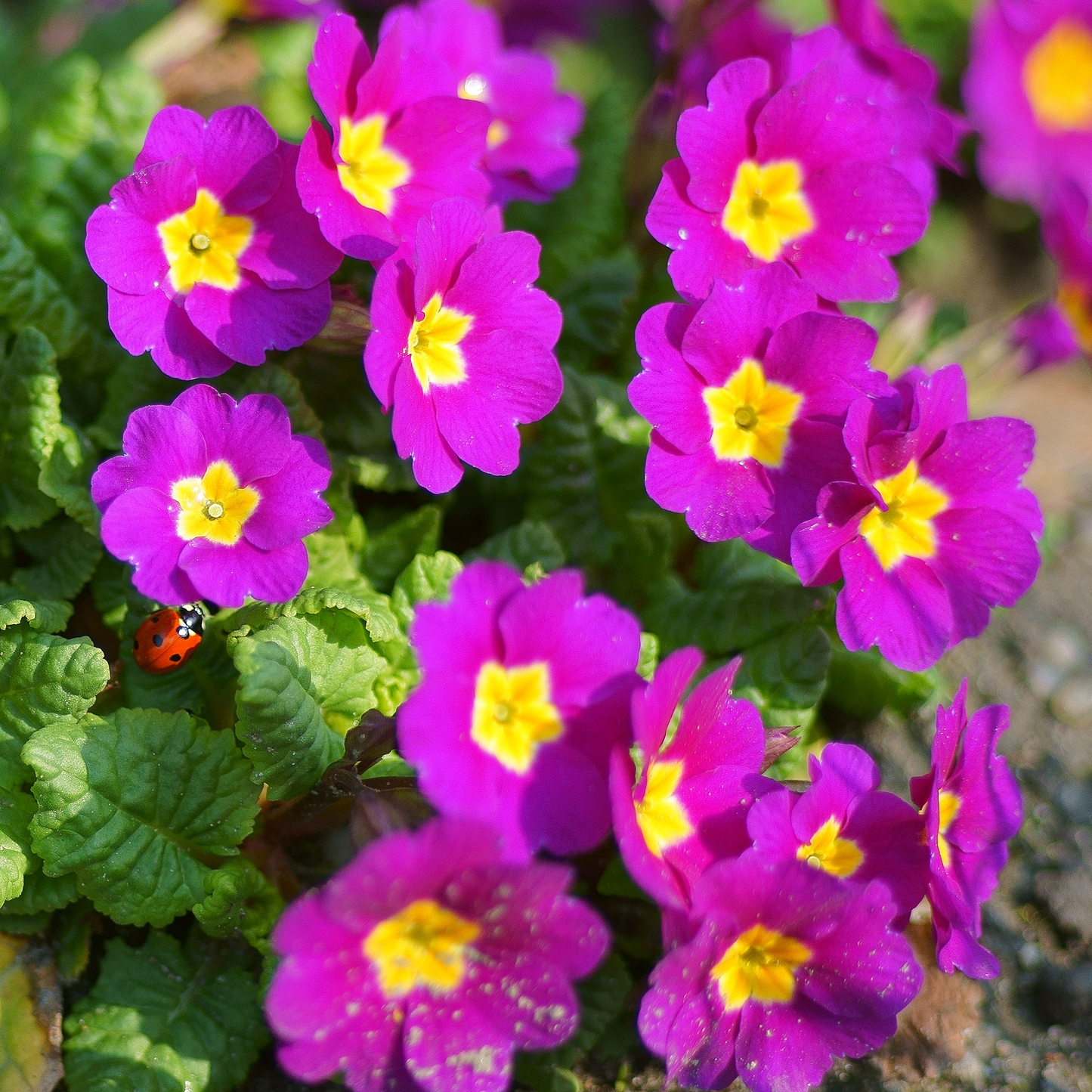 Primrose Purple (9cm, Carry Six Pack)