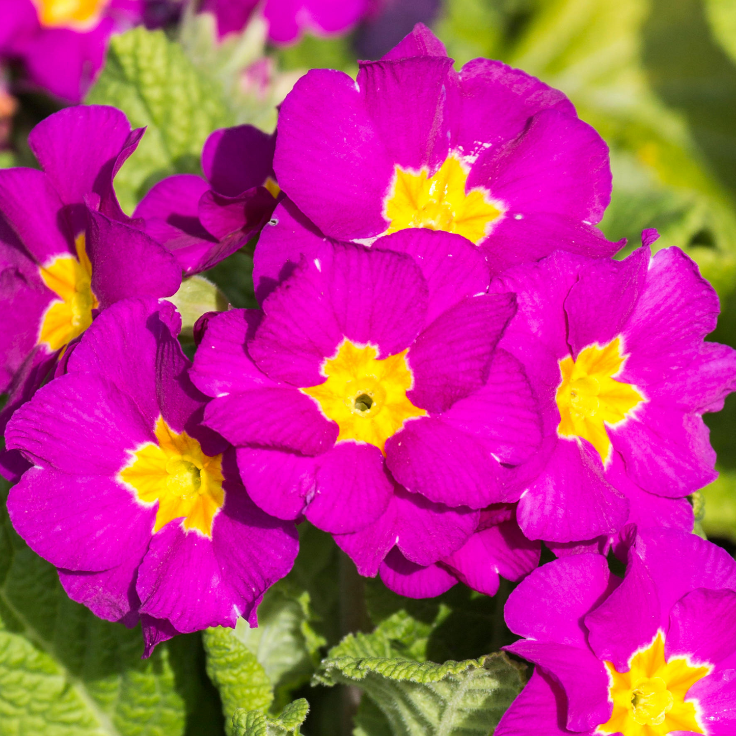 Primrose Purple (9cm, Carry Six Pack)