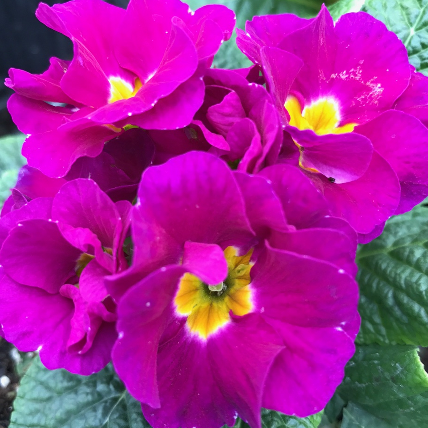 Primrose Purple (9cm, Carry Six Pack)