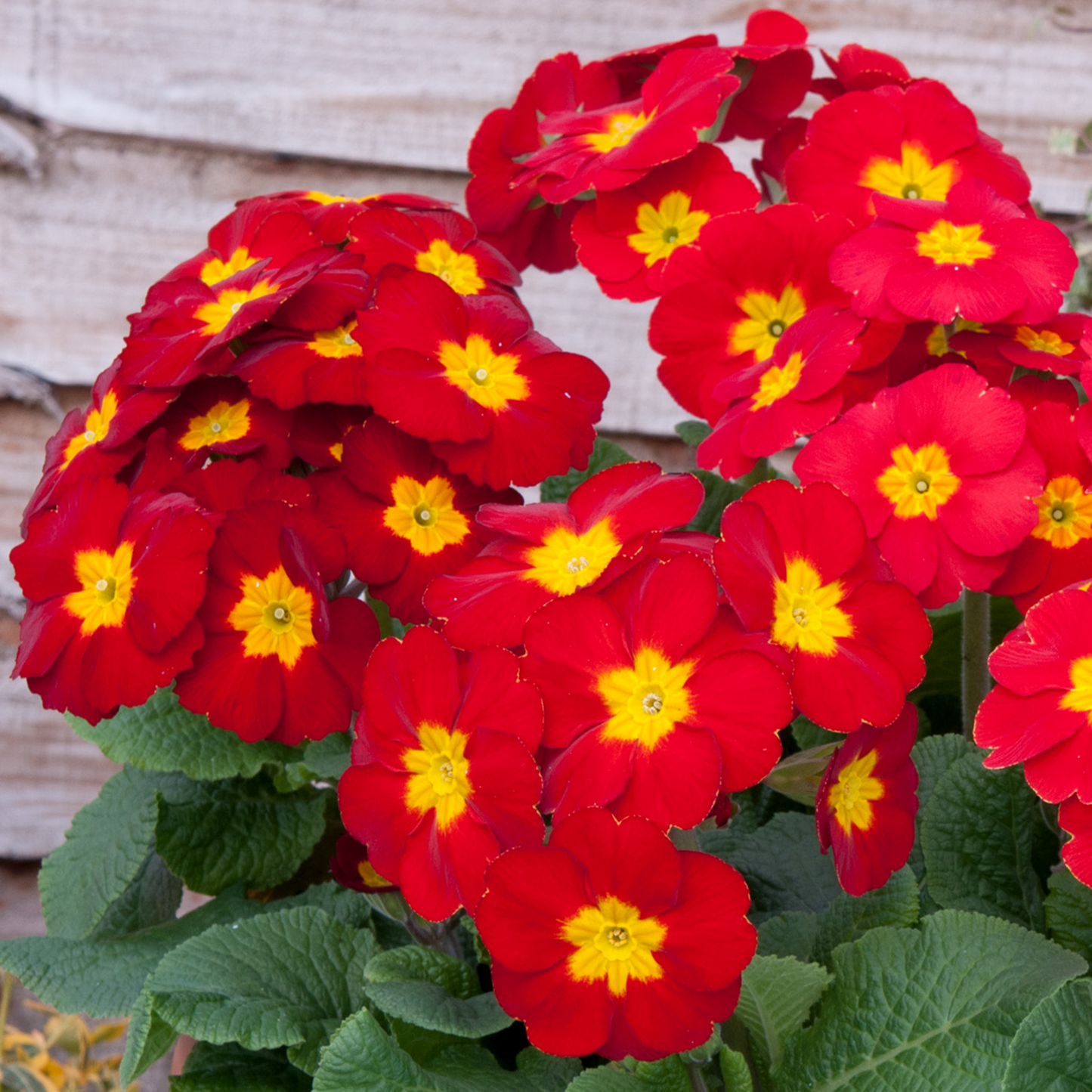 Primrose Red (9cm, Carry Six Pack)