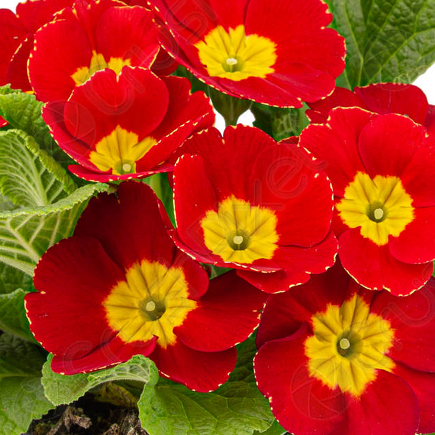 Primrose Red (9cm, Carry Six Pack)