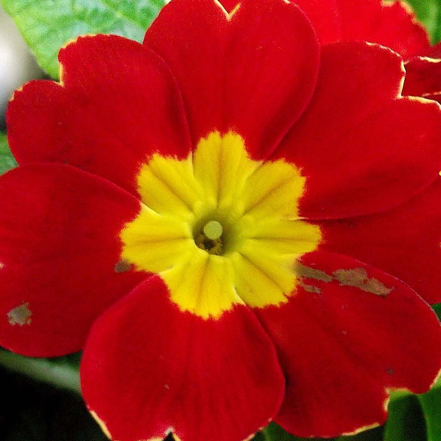 Primrose Red (9cm, Carry Six Pack)