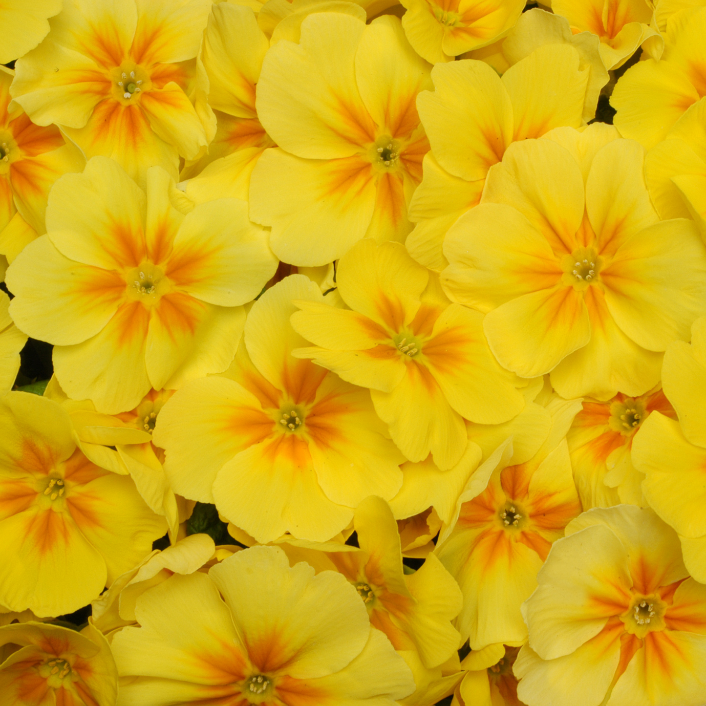 Primrose Yellow Orange Eye (9cm, Carry Six Pack)