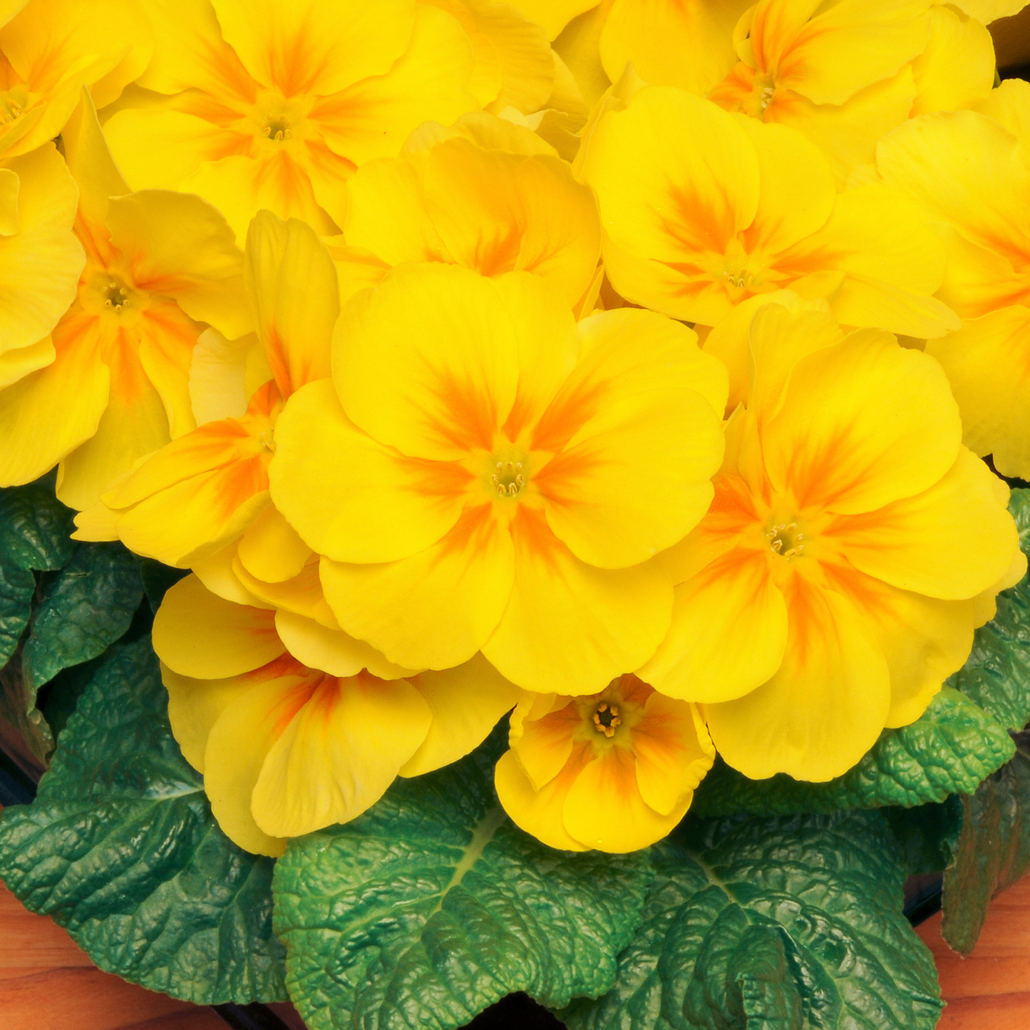 Primrose Yellow Orange Eye (9cm, Carry Six Pack)