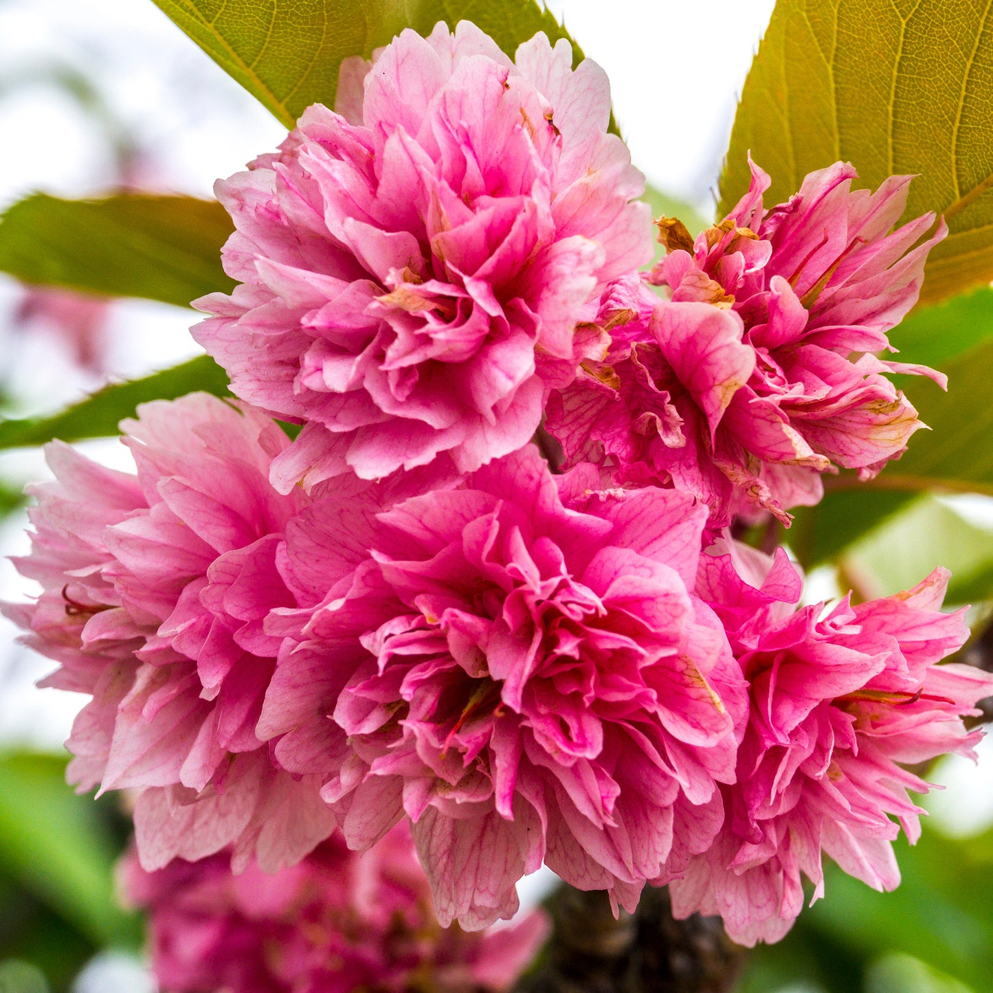 Prunus Asano Tree (12L, 5-6ft)