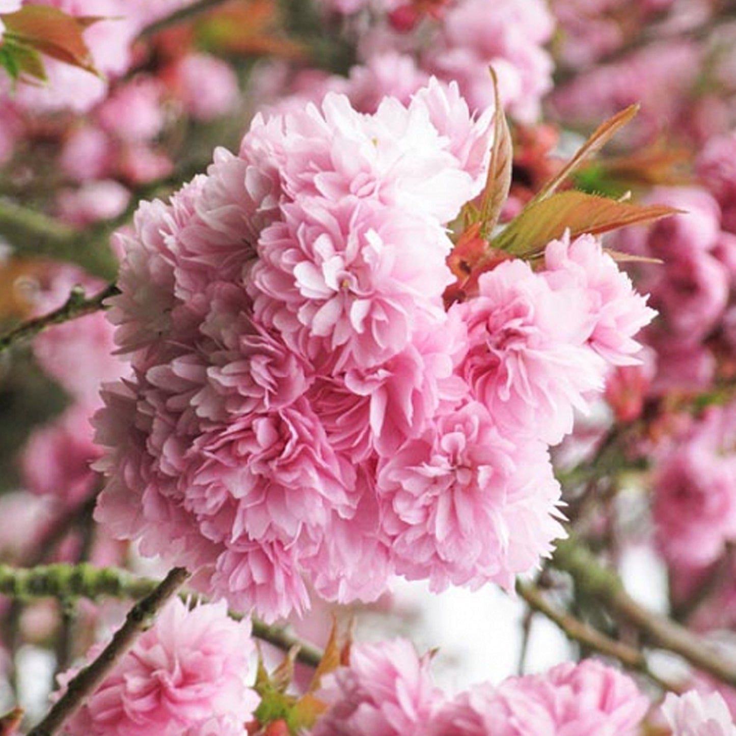 Prunus Asano Tree (12L, 5-6ft)