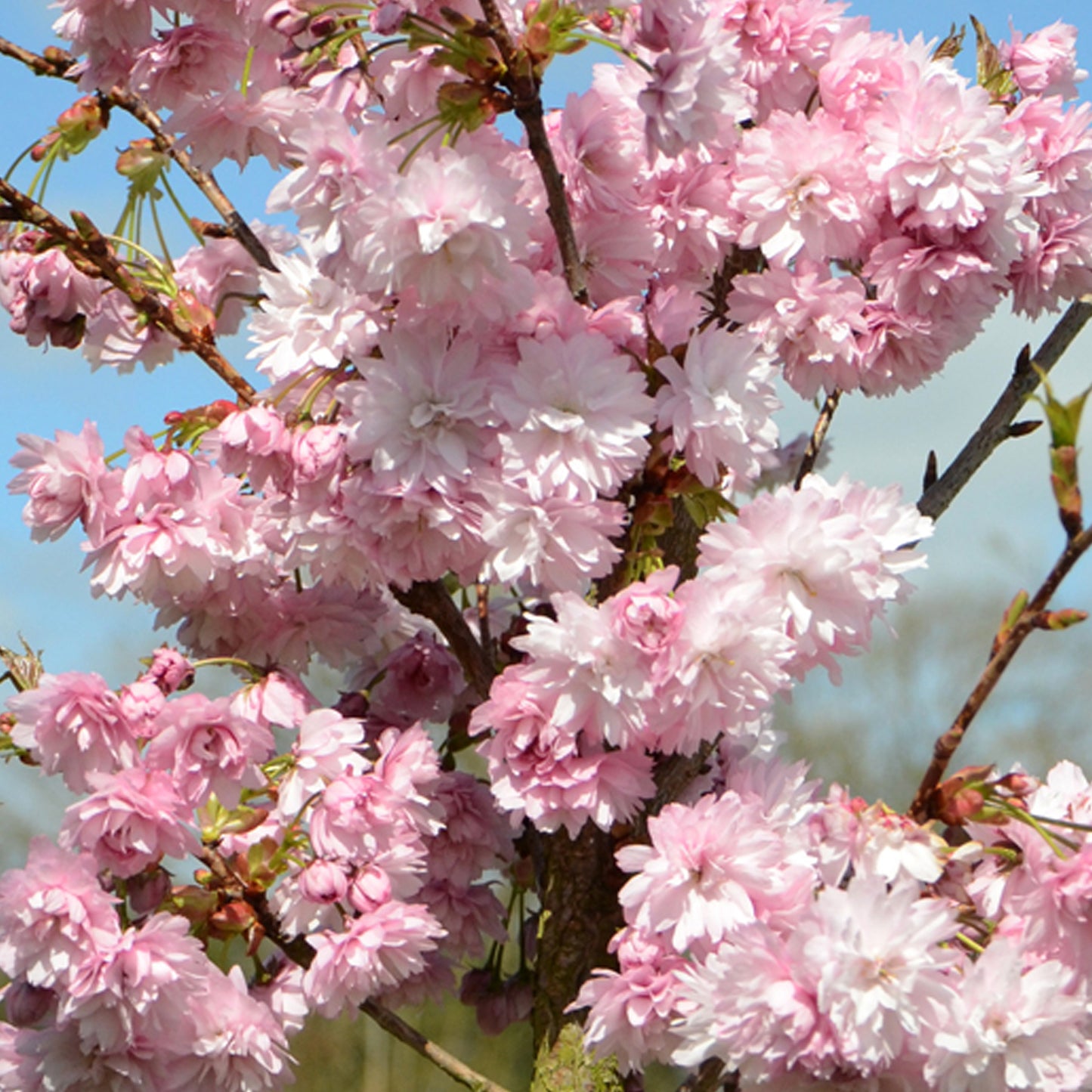 Prunus Asano Tree (12L, 5-6ft)