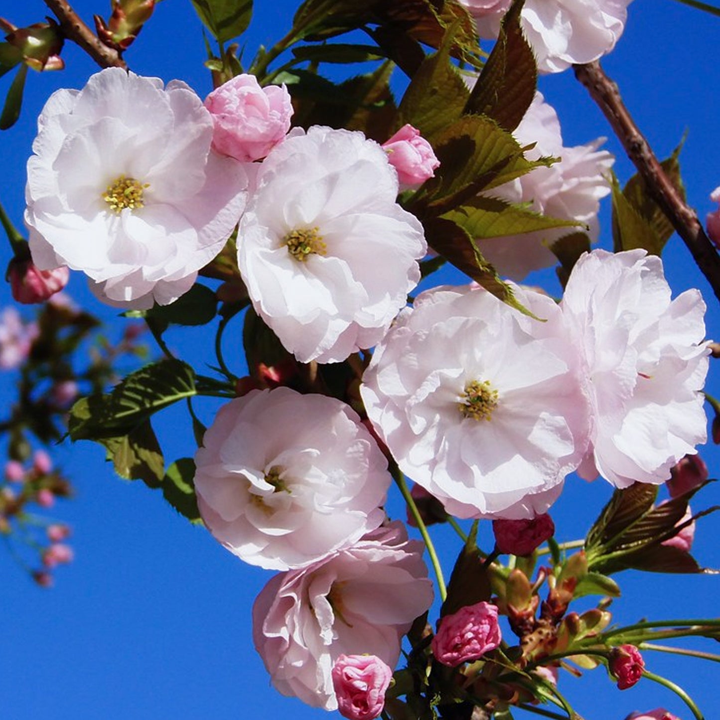 Prunus Gotemba Tree (12L, 5-6ft)