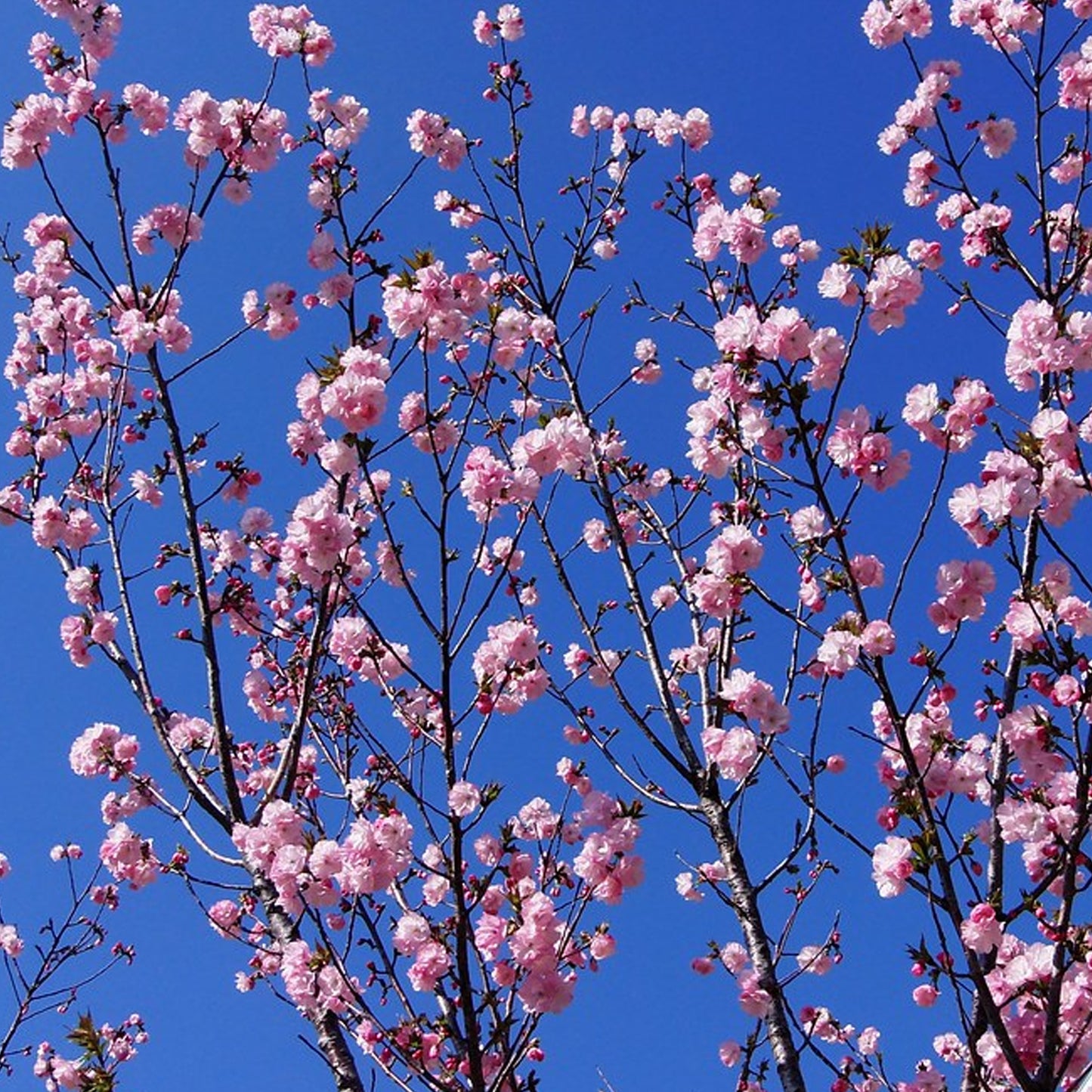 Prunus Gotemba Tree (12L, 5-6ft)