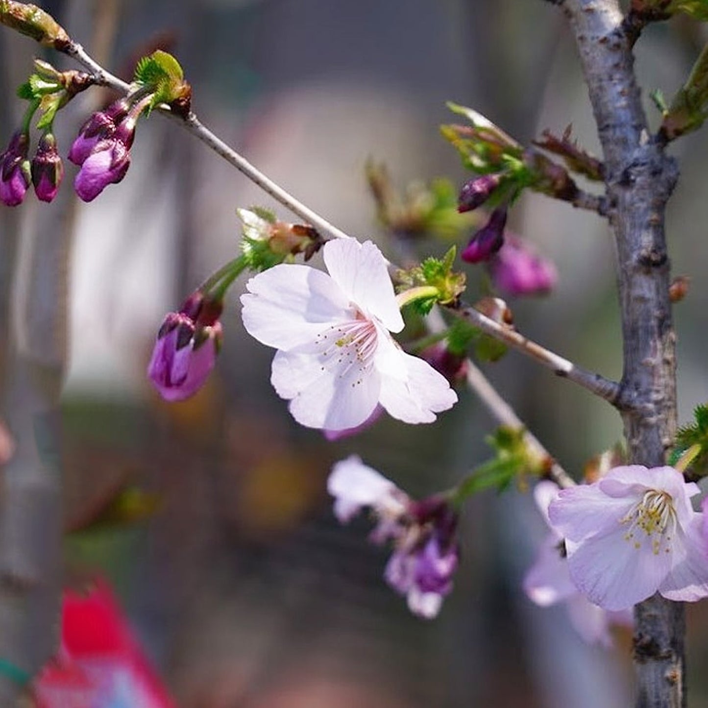 Prunus Gotemba Tree (12L, 5-6ft)