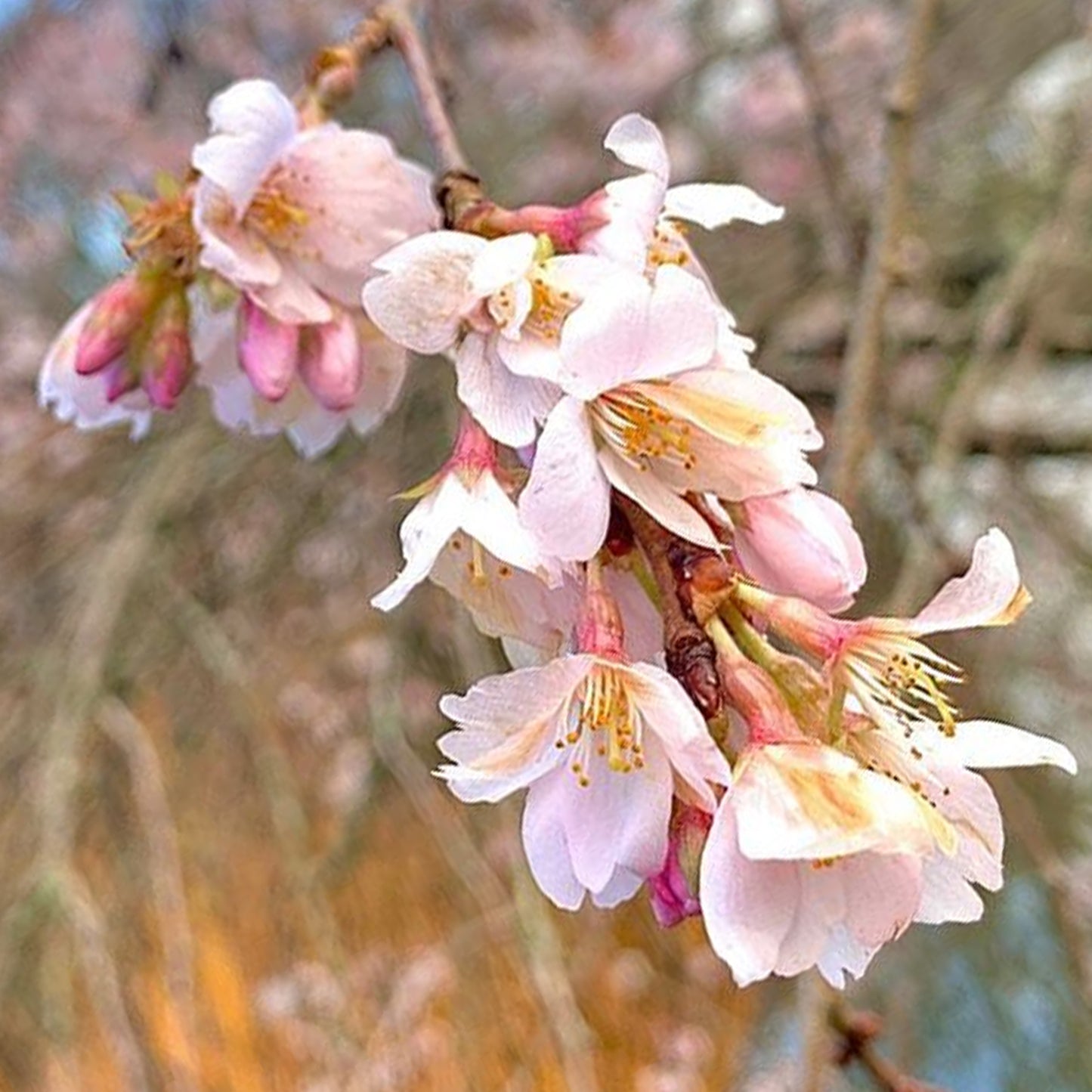 Prunus Marie Mallet Tree (12L, 5-6ft)