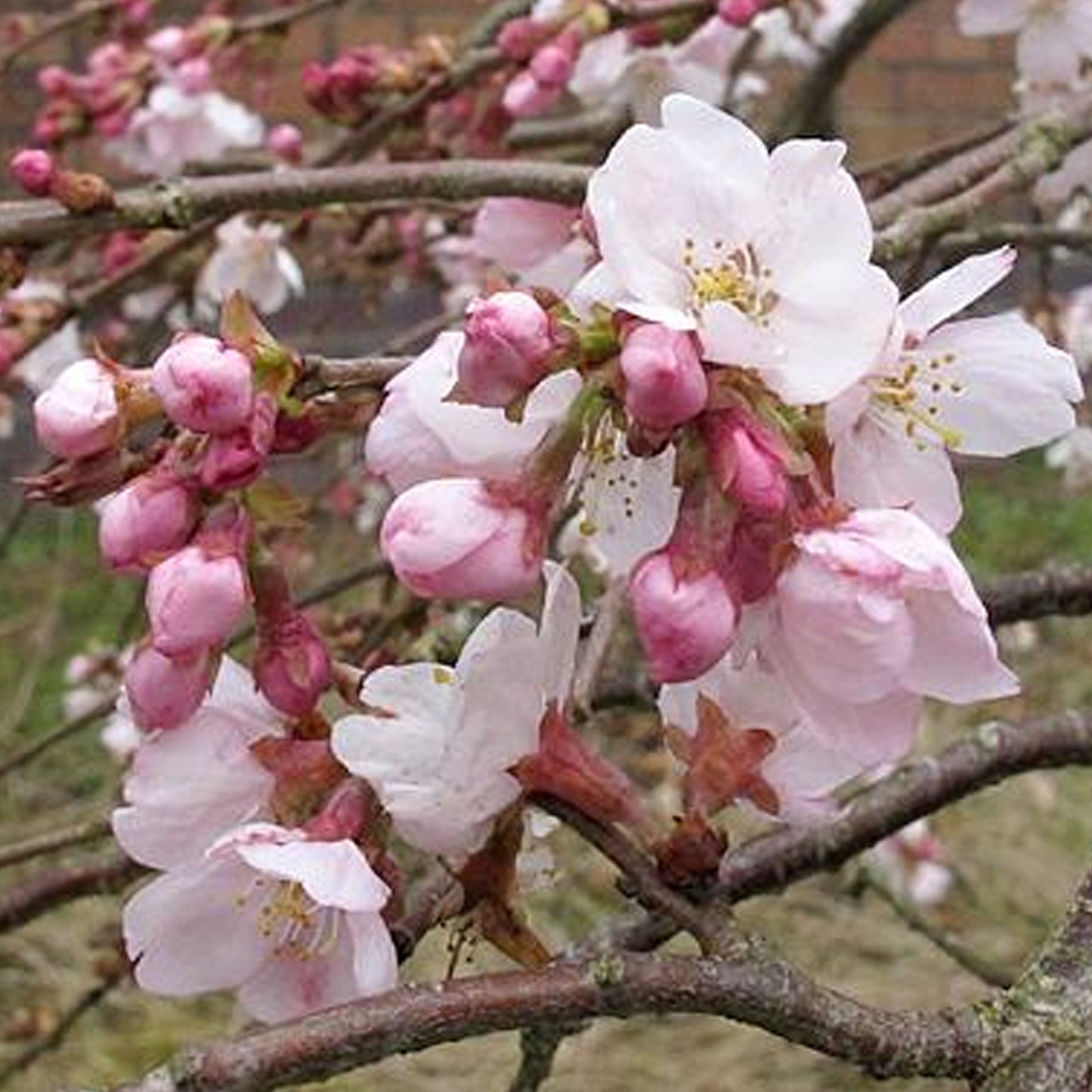 Prunus Marie Mallet Tree (12L, 5-6ft)