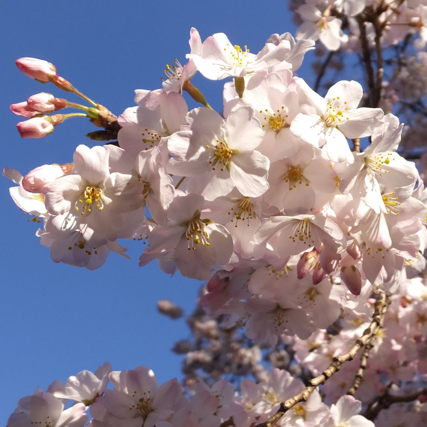 Prunus Otome Tree (12L, 5-6ft)