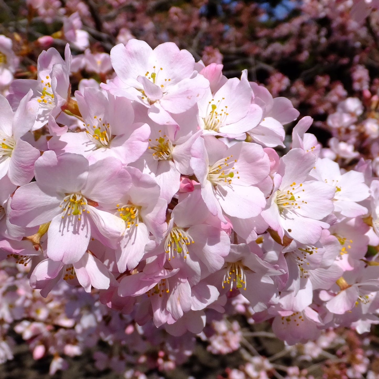 Prunus Otome Tree (12L, 5-6ft)