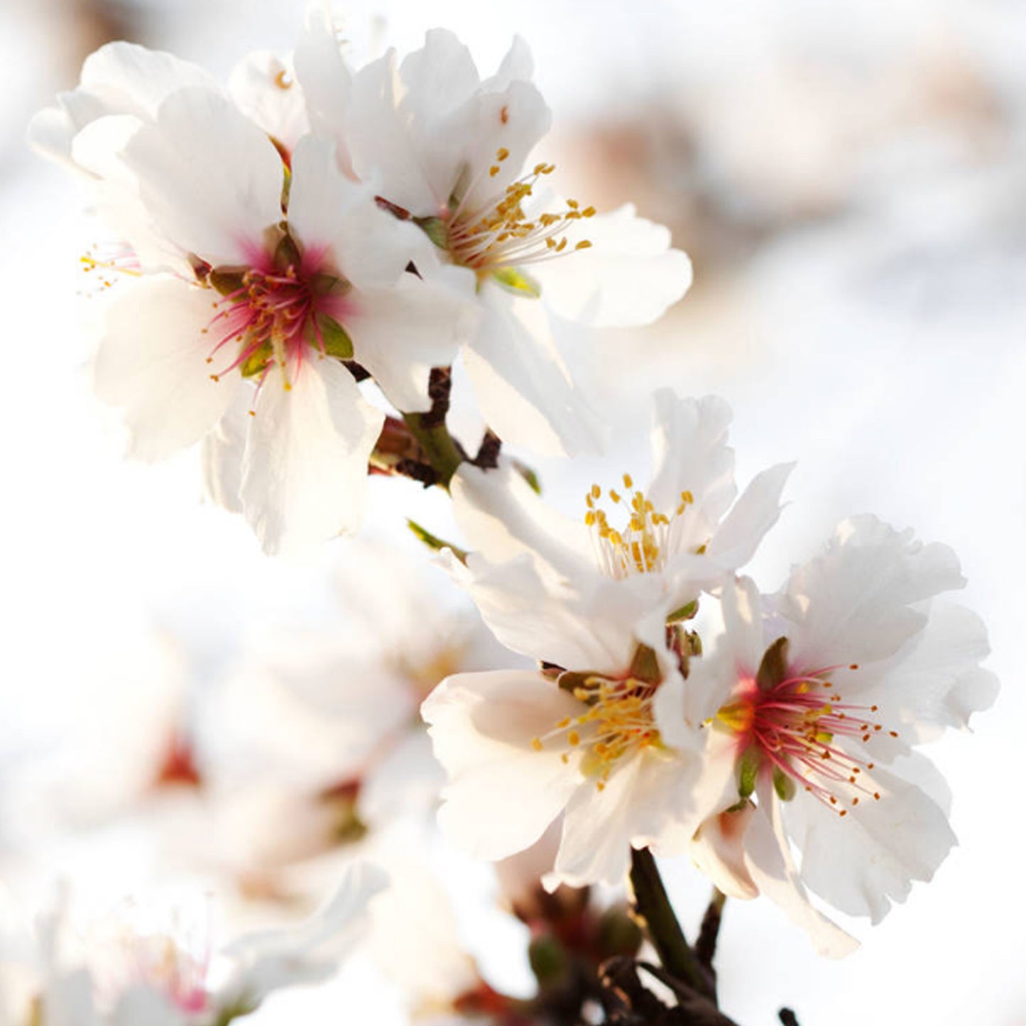 Prunus Semiplena Tree (12L, 5-6ft)