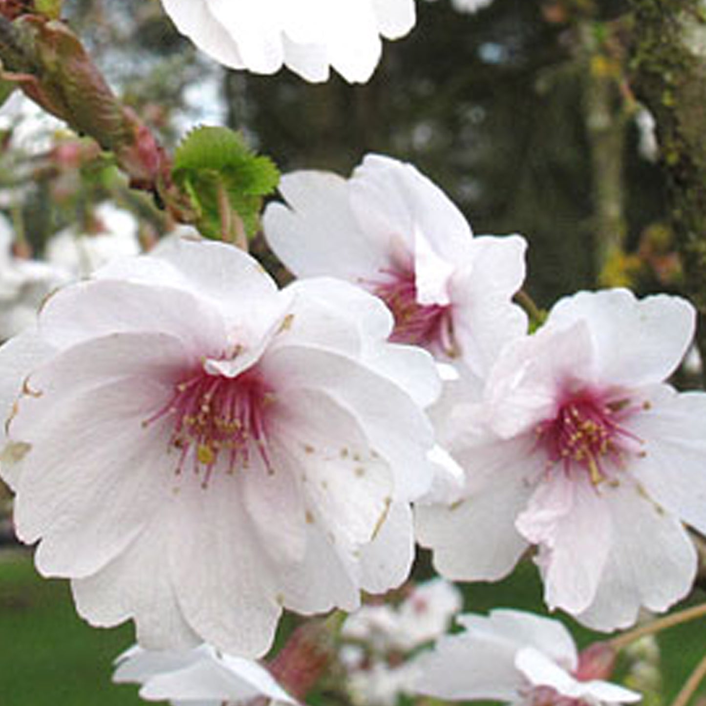 Prunus Semiplena Tree (12L, 5-6ft)