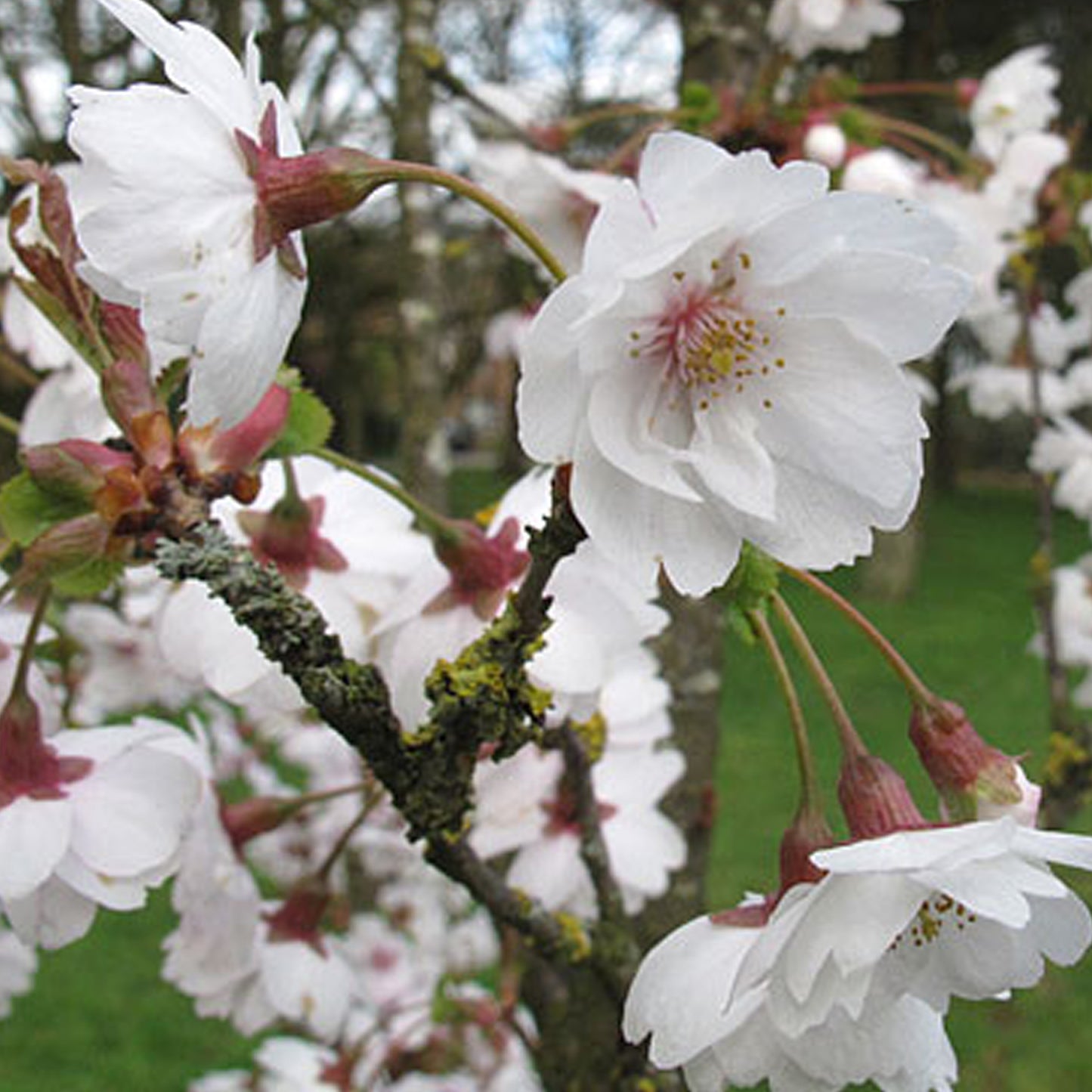 Prunus Semiplena Tree (12L, 5-6ft)