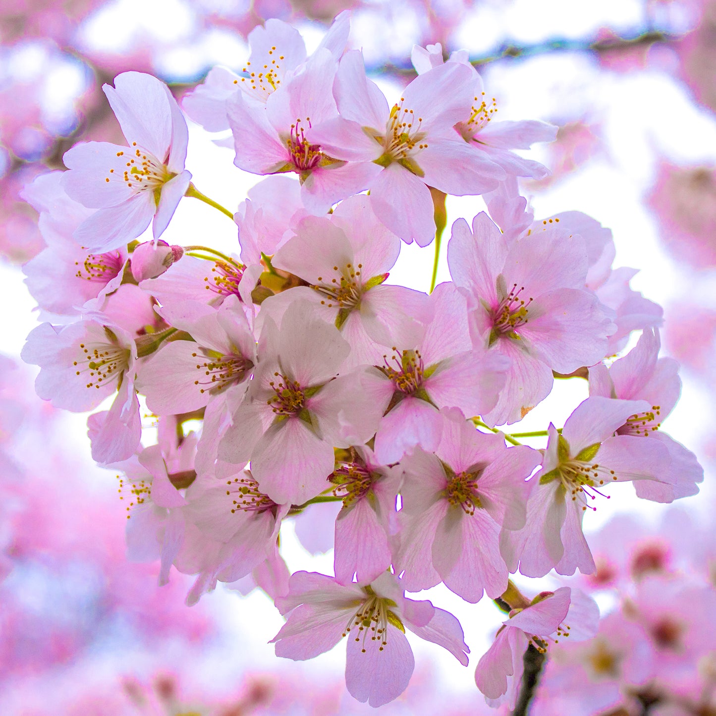 Prunus Taoyame Tree (12L, 5-6ft)