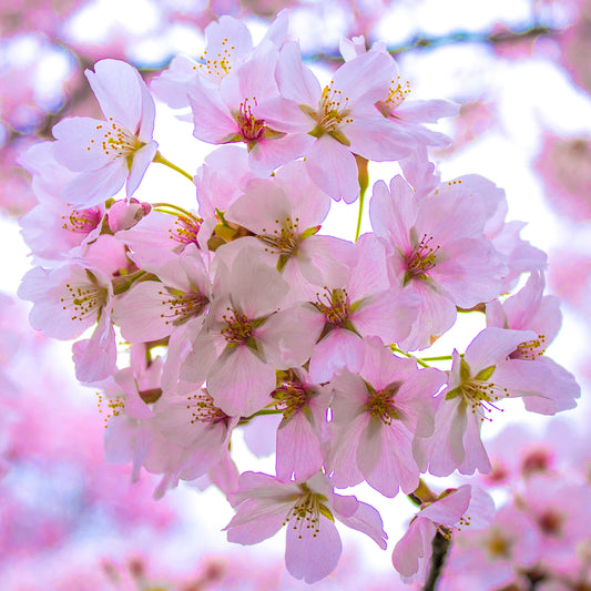 Prunus Taoyame Tree (12L, 5-6ft)