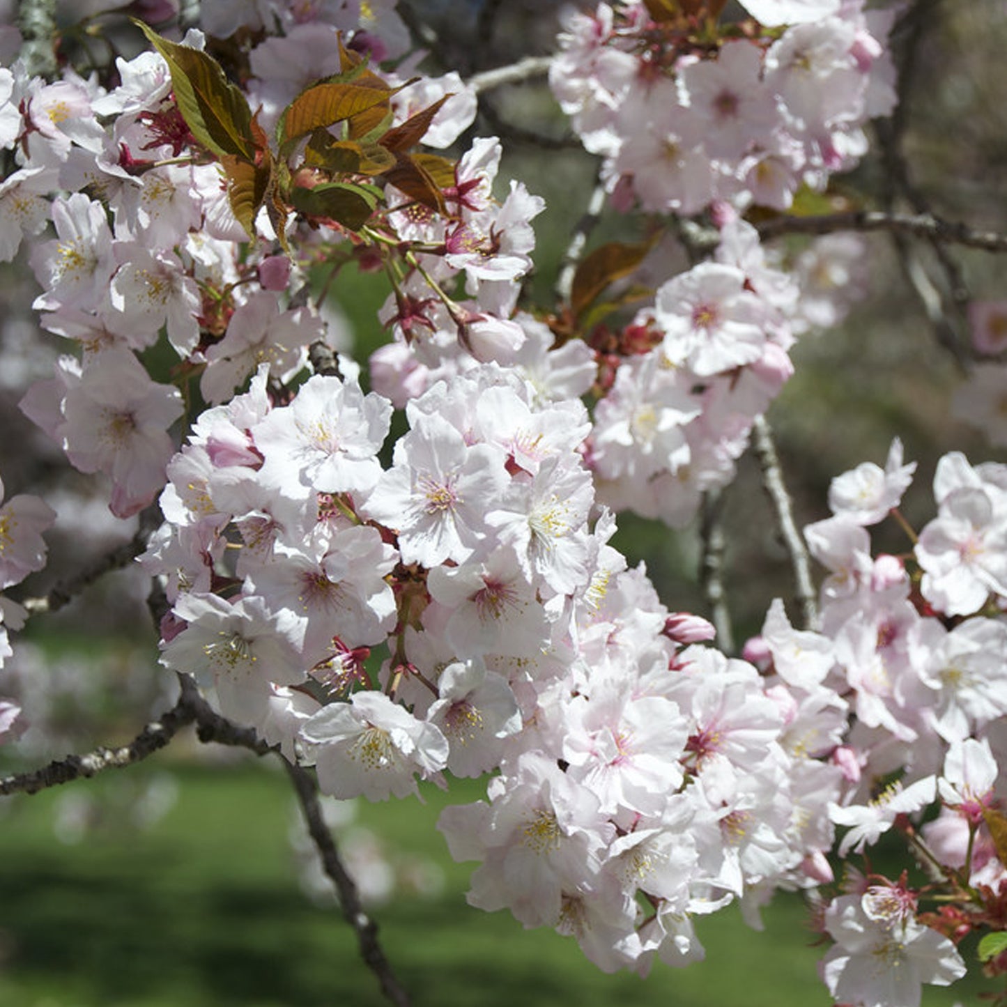 Prunus Taoyame Tree (12L, 5-6ft)