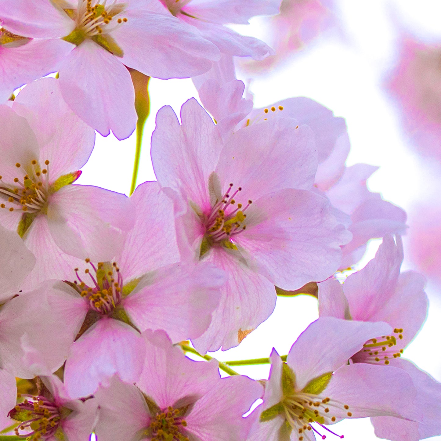 Prunus Taoyame Tree (12L, 5-6ft)