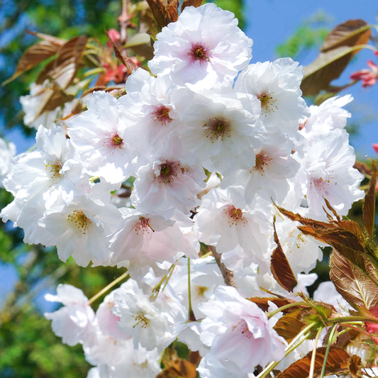 Prunus Fragrant Cloud Tree (12L, 5-6ft)