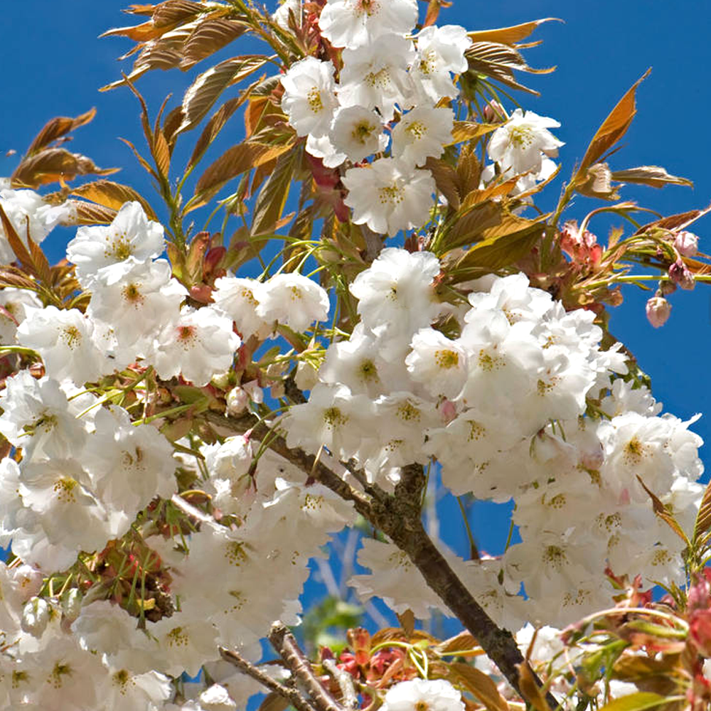 Prunus Fragrant Cloud Tree (12L, 5-6ft)