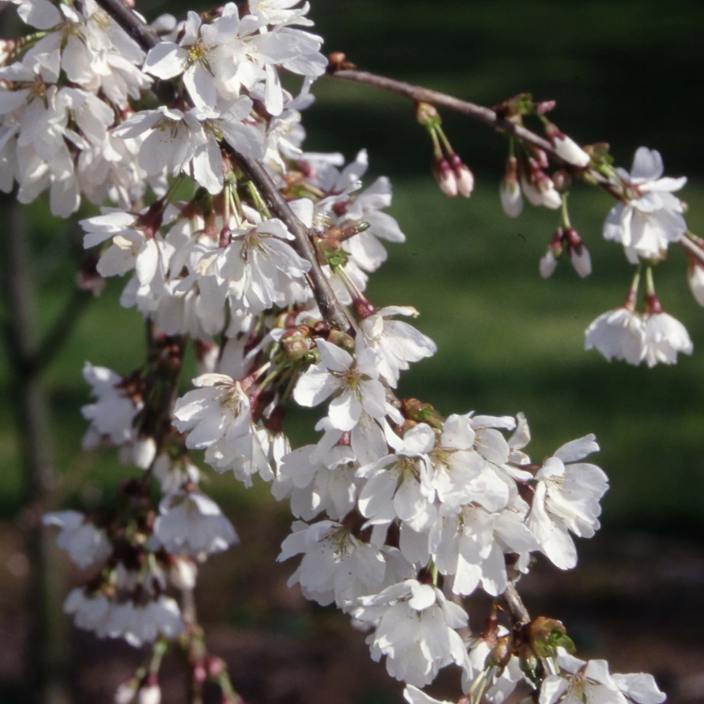 Prunus Snow Showers Trees (12L, 5-6ft)