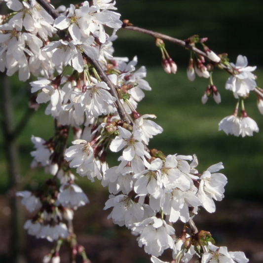 Prunus Snow Showers Trees (12L, 5-6ft)