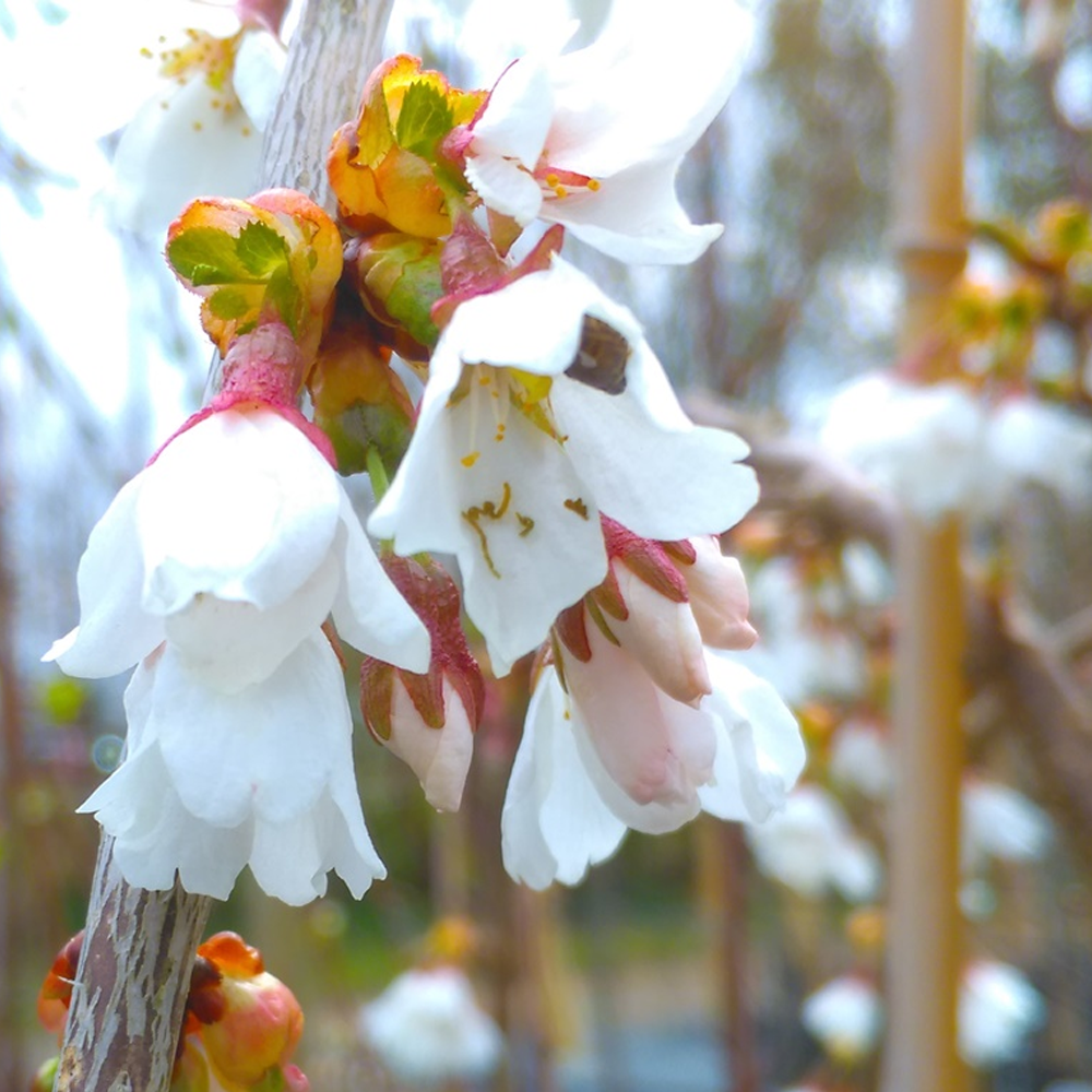 Prunus Snow Showers Trees (12L, 5-6ft)