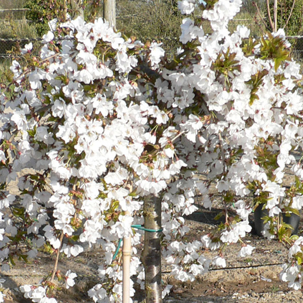 Prunus Snow Showers Trees (12L, 5-6ft)