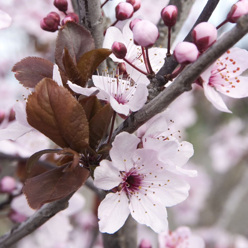 Prunus Princess Tree (12L, 5-6ft)
